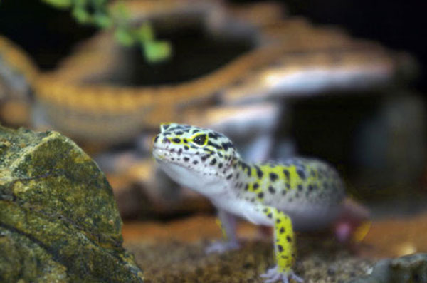 3 Factors To Consider When Lighting Your Leopard Gecko Cage Leopard Gecko Care